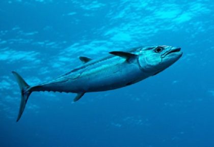 رقم قياسي لصيد سمكة ثمد (Dogtooth tuna) بالقصبة